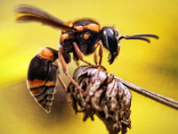 害虫（害獣）駆除サービス ハチ、ハエ、チョウバエ、ムカデ等